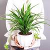 Golden-Edged Spider Plant: Indoor Hanging Plant, Air-Purifying, Formaldehyde Absorbing, Easy Care Office or Desk Greenery