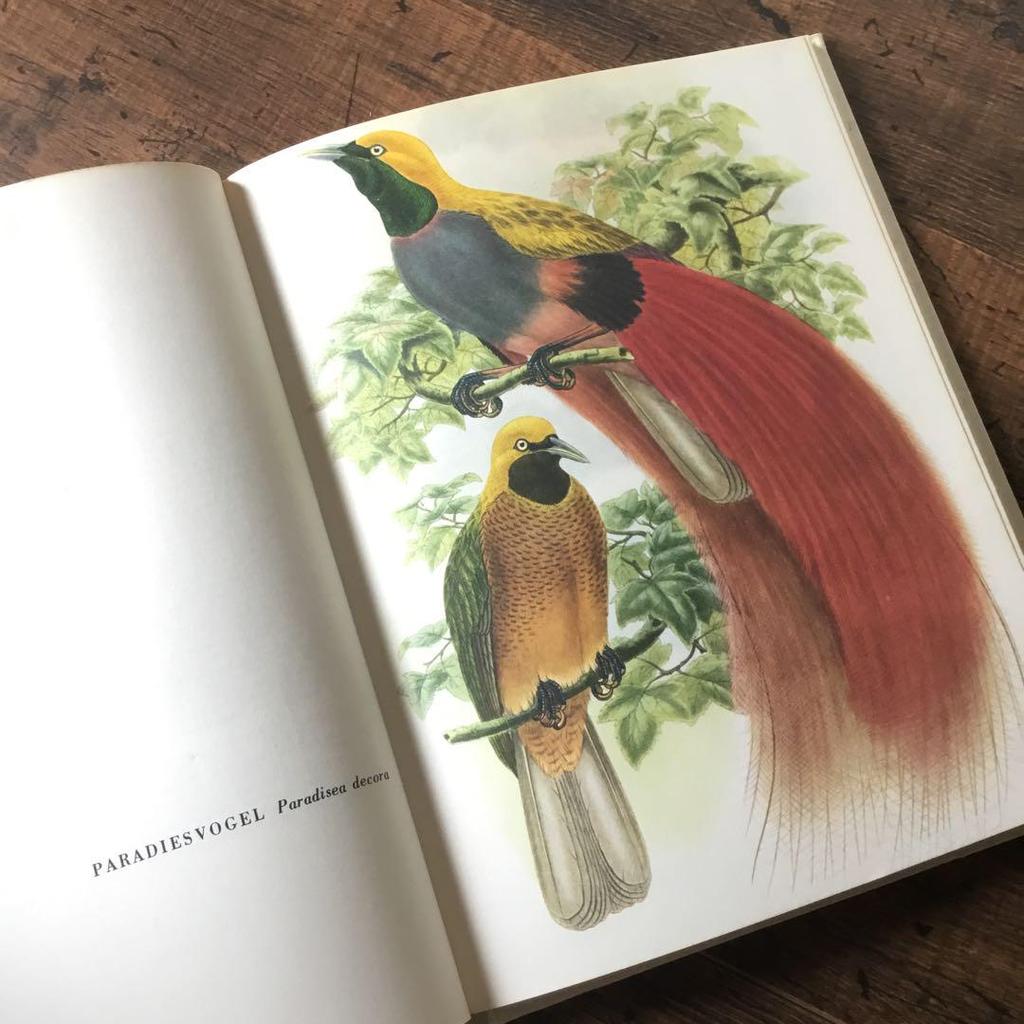 [USED] Foreign books, German bird guides, old books, vintage books