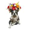 Funny Bulldog Planter Pot, Cute Middle Finger Dog Planter, Small Resin Animal Flower Pot with Drainage Hole for Home Garden Office Desk Decor