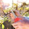 Grape Scissors Tweezers Gardening Tool Scissors 2-in-1 Branch Bonsai Scissors With Tweezers Fruit Grape Picking Tool