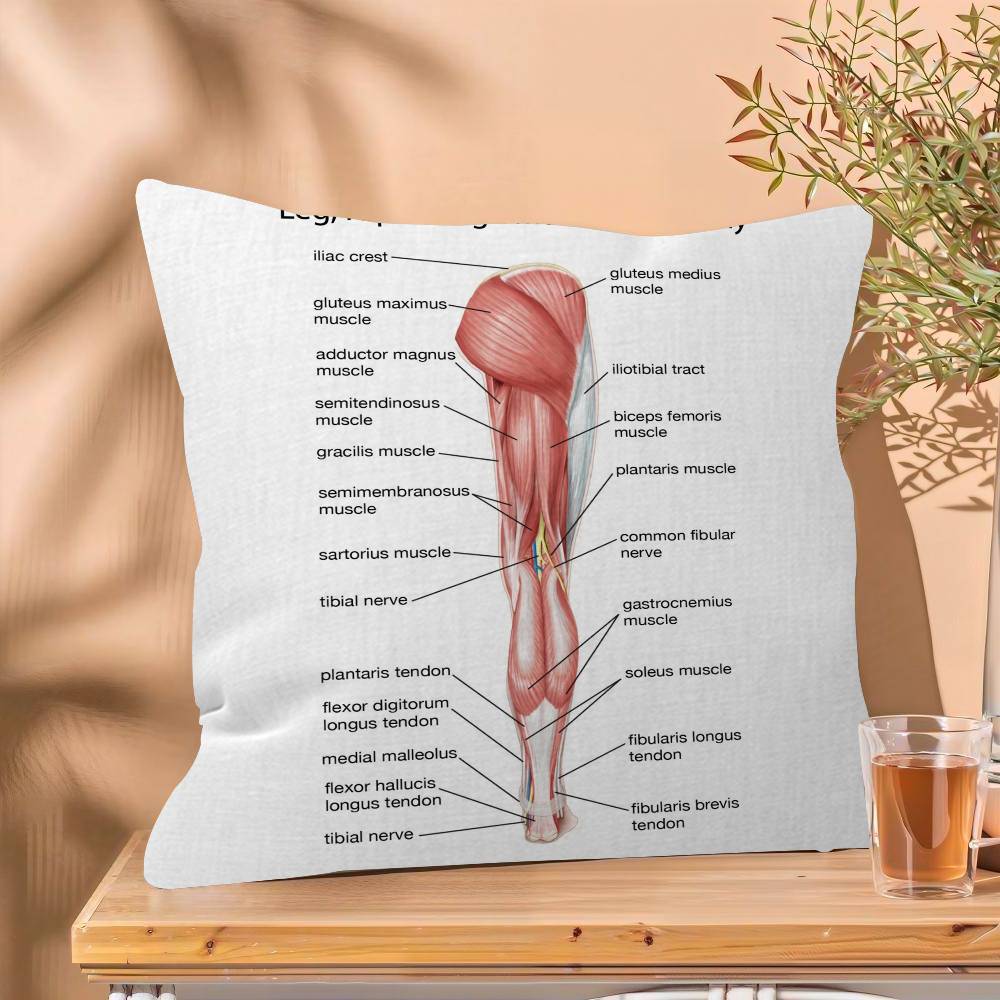Muscle System Human Anatomy Diagram Medical Cushion Cover x Polyester Sofa Cushions Decorative Throw Pillows