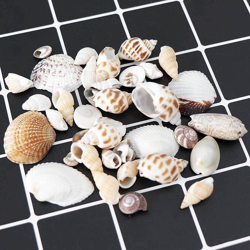 Fish Tank Supplies Mix Style Natural Shell Conch Aquarium Landscape Tiny Sea Shell Beach Decoration Party Diy Crafts