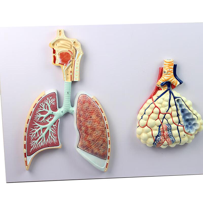 Human Respiratory System Anatomy Model