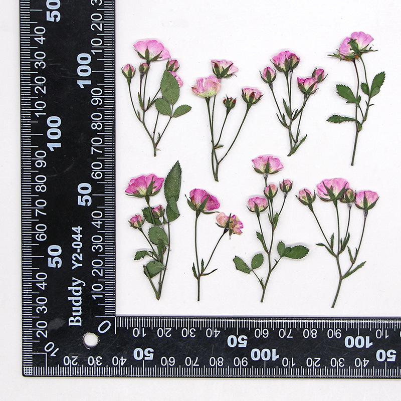 

Moonwei Multi-head Flower Branch Dried Flower Embodiments Plant Specimens Diy Hand-drop Glue Photo Frame Bookmark