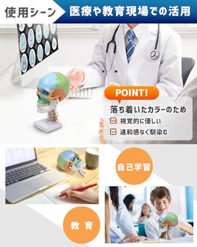 KIYOMARU Color Cervical Skull Model, Human Body Model, Skull Model, Supervised by a Physical Therapist, Life-Size, Includes Nerves and Vertebral Arter