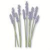 Lavender Metal Cutting Dies DIY Craft Carbon Steel Embossing Template Stencil Scrapbooking for Card Die Cuts Mold Decor