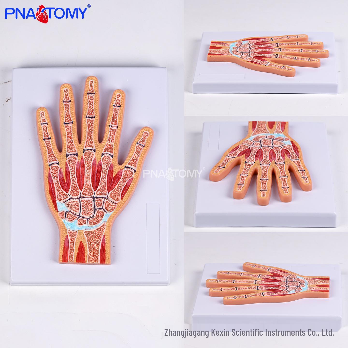 Wrist Joint Layered Cross-Section Model for Medical Training PNT-108SE