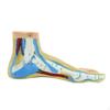 Anatomical Foot Model Human Skeletal Medical Practical with Digital Signs for Research