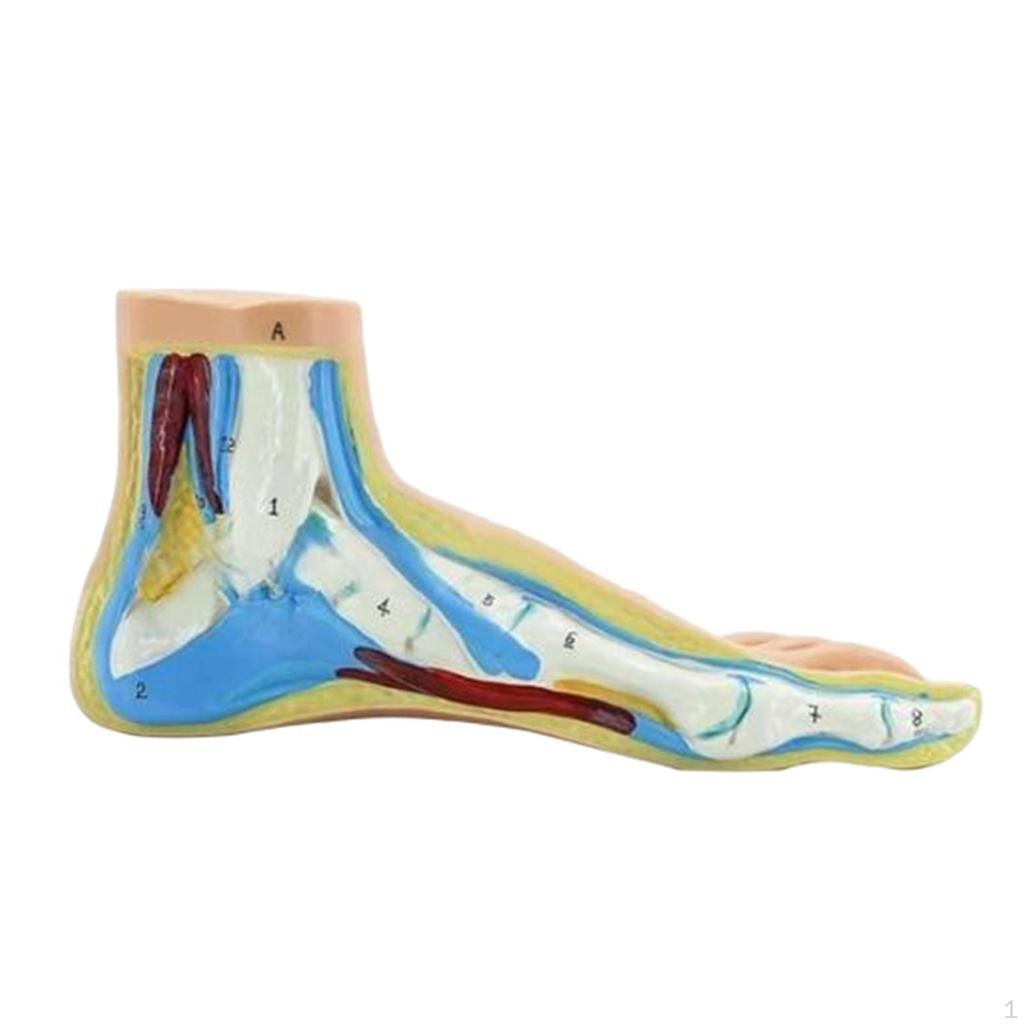 Anatomical Foot Model Human Skeletal Medical Practical with Digital Signs for Research