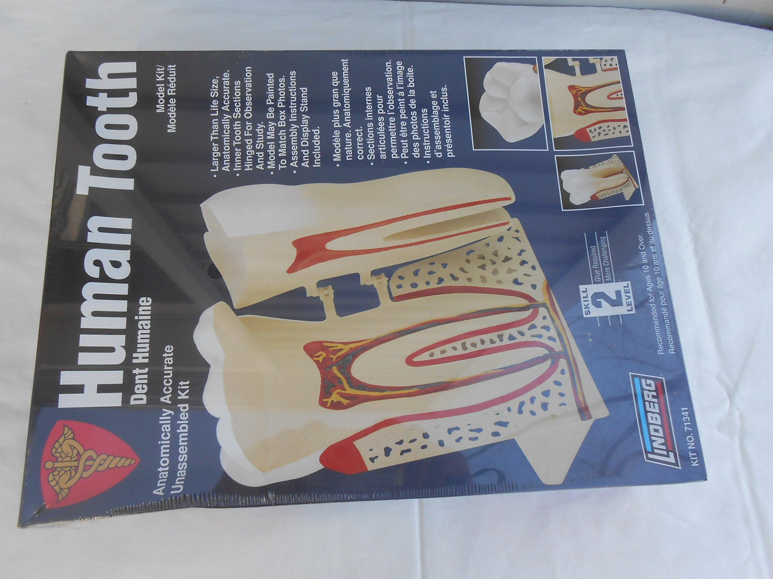 

Lindbergh human body model parts teeth 8/1
