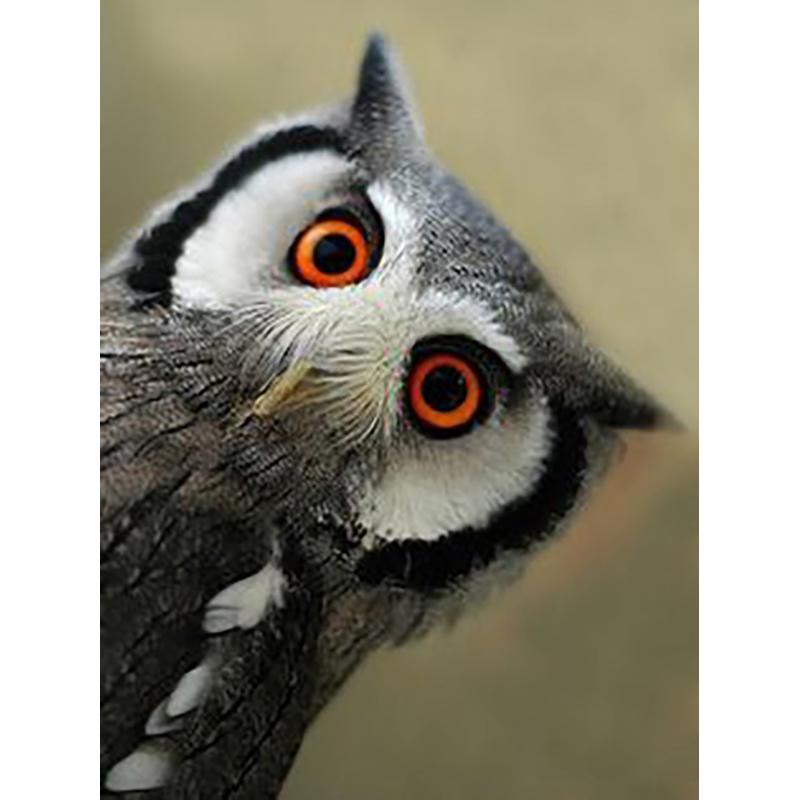 DIY Eagle 5D Diamentowe Malowanie Pełne Okrągłe Wiercenie Diamentowe Haftowanie Krzyżykowy Zestaw Do Rzemiosła Zwierzęce Kryształki Ręcznie Robione Sztuka Prezent