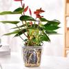1pcs Transparent Self Watering Plant Pot Double Layer Planter Pot with Reservoir Flowerpot  Office