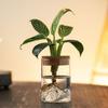 Thickened Hydroponic Flower Holder Glass Flower Pot Plants Holder Flower Vase  Desktop