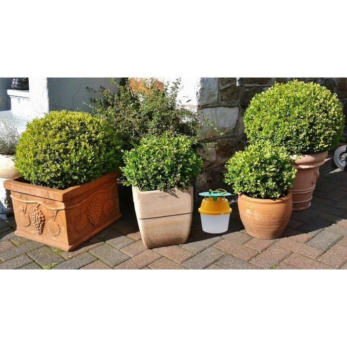 Piège pour pyrales du buis avec capsule de phéromone