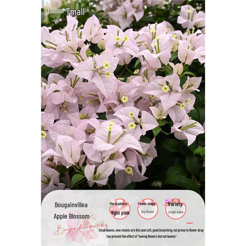 Large Bougainvillea Climbing Plant with Flowers - Indoor/Outdoor Greenery for Balcony and Courtyard