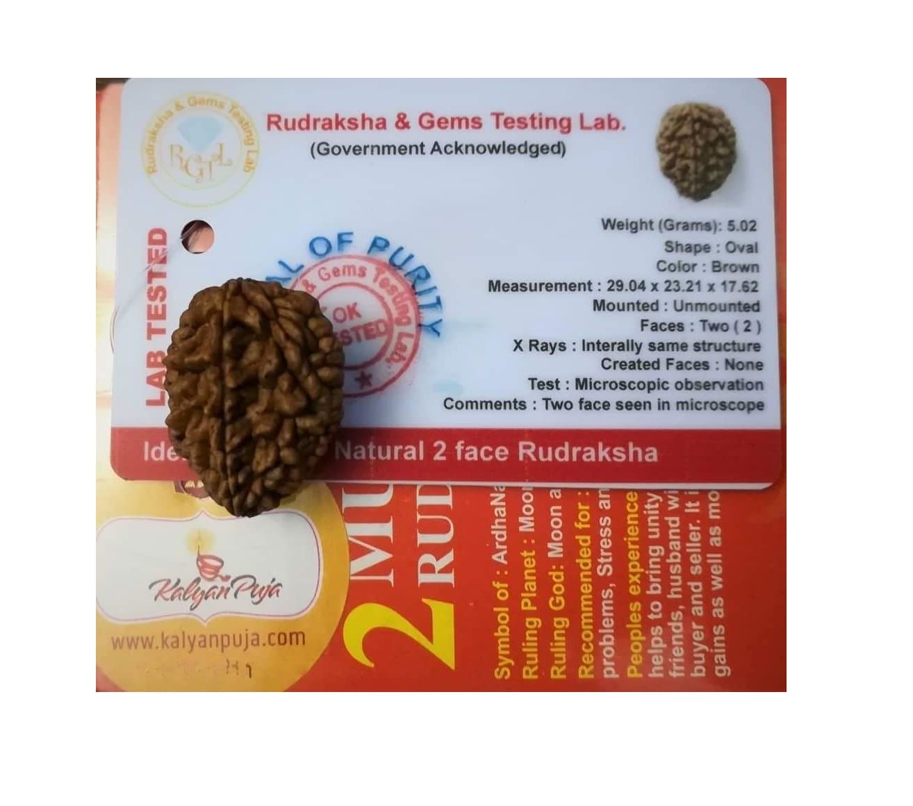 Рудракша сертифицированная (2 мукхи), 2 Mukhi Certified Rudraksha, Kalyan Puja
