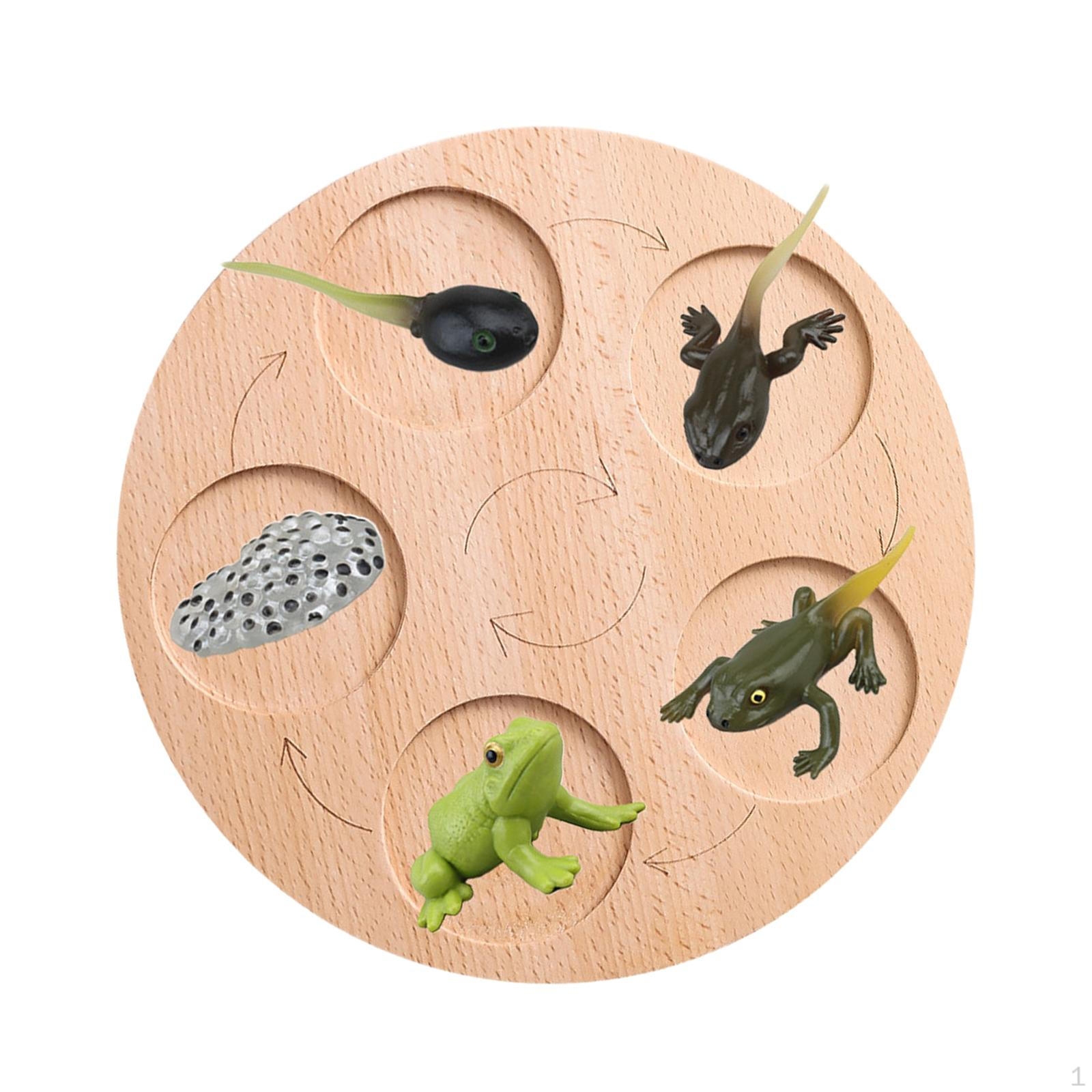 

Growth Cycle Biology, Science Education Toys, Wooden Puzzles, for Games, Presentations, Indoor Role Frog