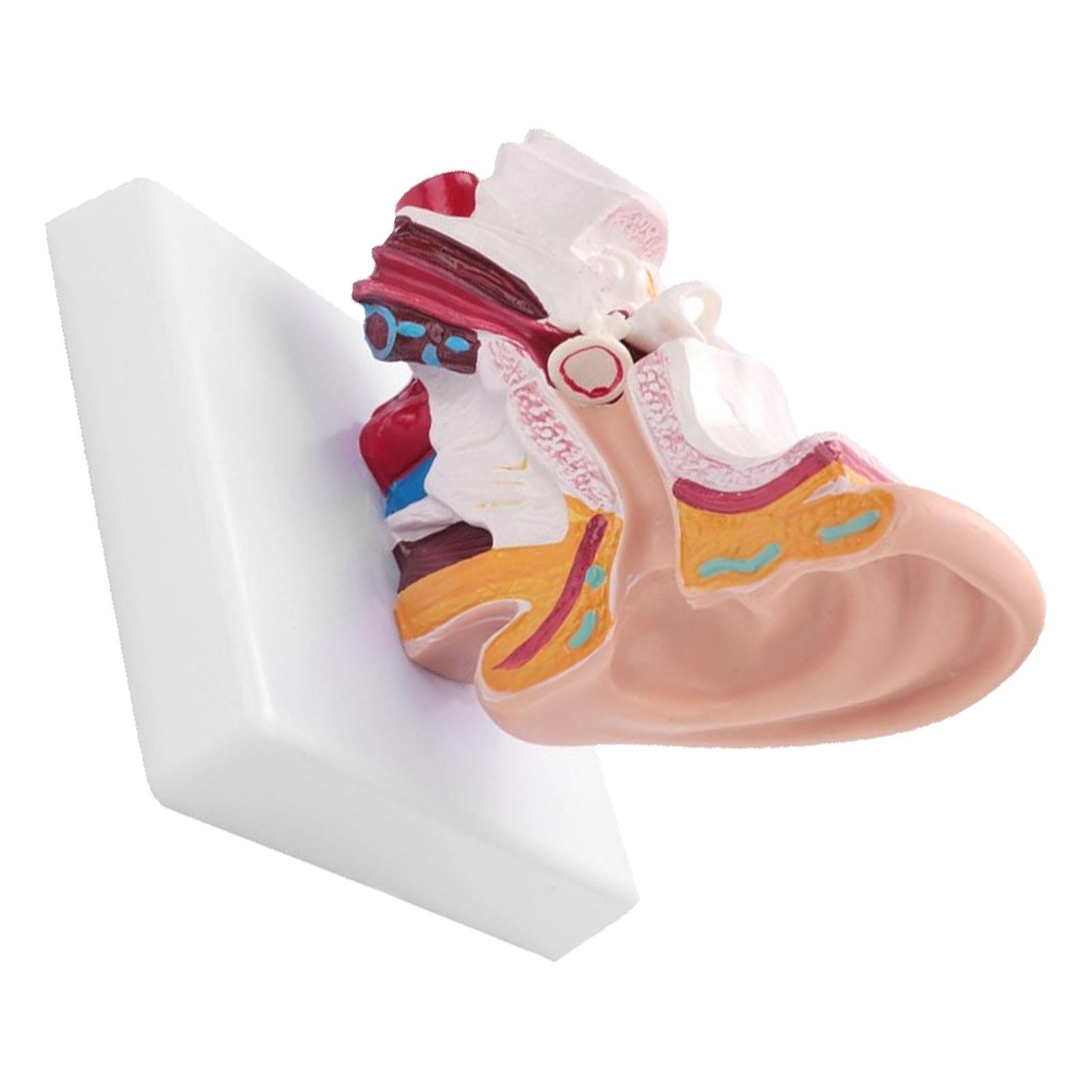 Human Ear Anatomy Model 1.5 Times Enlarged PVC Anatomical Ear Model for Learning Display Research Color: Advanced Painting