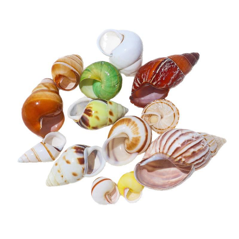 Handmade Natural Seashell Conch & Starfish Frame for DIY Fish Tank or Landscaping