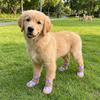 4 pcs/set Breathable Mesh Pet Net Boots Wear Resistant Dog Paw Protectors  Outdoor Walking