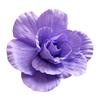 Large Size Three-dimensional Decoration PE Foam Simulation Rose NEW Fake Flower  Wall