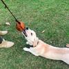 Hundetraining Leder Beißball