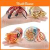 Heremietkreeften Zeeleven Pvc Model Set Met Realistische Zeedieren Voor Kinderen Educatief