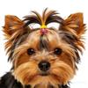 100/200 Stück Großhandel Hundehaarschmuck Kleine Hunde Haarspangen Gummibänder Einfarbige Elastikbänder Yorkshire Mode Pflege-Schleifen