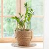 6pcs Plant Support Cage Metal Anti-Rust Garden Plant Support Tomato Trellis Climbing Plant Flower Support