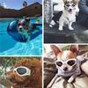 Pet Decoration Pet Cat Goggles Eye Wear Puppy Eye Protection Pet Grooming Accessories 6 Colors Cute Pet Dog Sunglass Sun Glasses