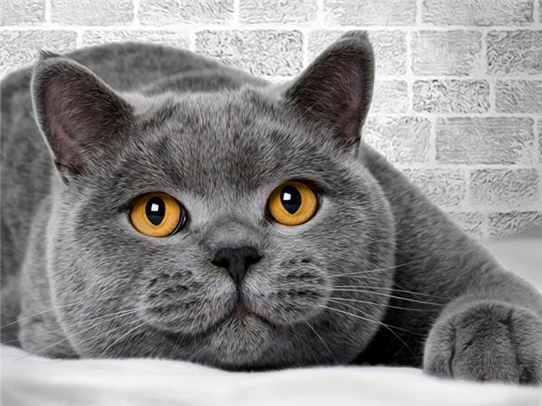 

5d Diy Алмазная картина Новая коллекция Кошка Вышивка Мозаика Русская Голубая Животное Квадрат/круглый Домашний Декор Full Round 20x30CM