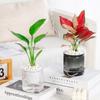 Self Watering Flowerpot Transparent Plastic Flower Vase Automatic Tabletop Lazy Hydroponic Succulent Plant Pot Household Workspace Decoration