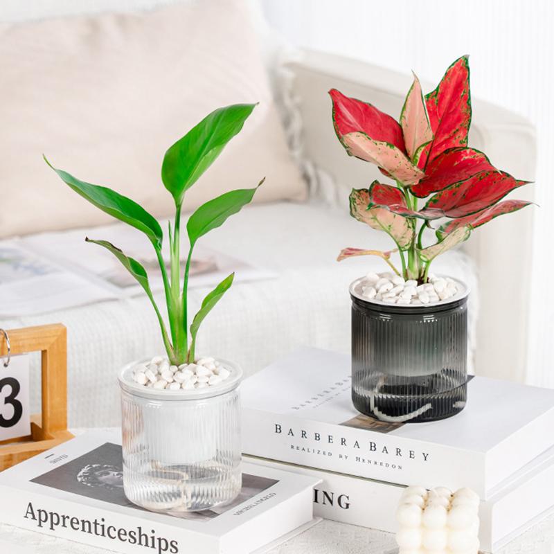 Self Watering Flowerpot Transparent Plastic Flower Vase Automatic Tabletop Lazy Hydroponic Succulent Plant Pot Household Workspace Decoration