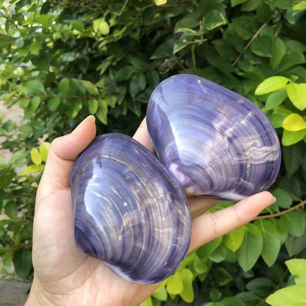 Natural conch shells, seashells, pink seashells, purple clams, fish tank aquarium landscaping, home decorations, photography props, large