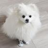 4pcs/set Cute Outdoor For Small Dogs,Cats Casual Style Anti-slip Pet Denim Shoes Puppy Sneaker Pet Booties Dog Shoes