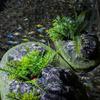 Suspended Island Fish Tank Decorative Creative Floating Stone Simulation Plants Caverns Crafts Ornaments Aquarium Accessories
