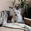 West Highland White Terrier Dekokissenbezug, Verspieltes Hunde-Muster Kissenhülle für Sofa Wohnzimmer Heimdekoration