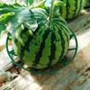 1pc Plant Tray Fruit Tray Bracket Gardening Stand Vegetables Gardening Stand  Pumpkin Watermelon