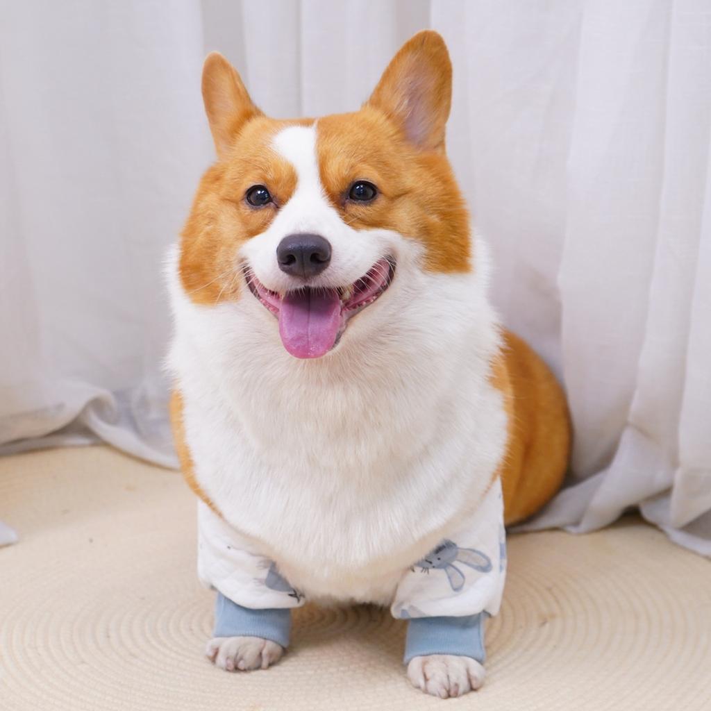Dog Elbow Protector: Cotton Front Leg Joint Sleeve for Corgi – 4- Use