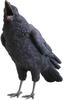 PET BANK DŽUNGLE CROW