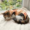 Adjustable Pet Recovery Suit Breathable High Elastic Cat Weaning Jumpsuit Soft Cotton Cartoon Pattern Cat Sterilization Clothes