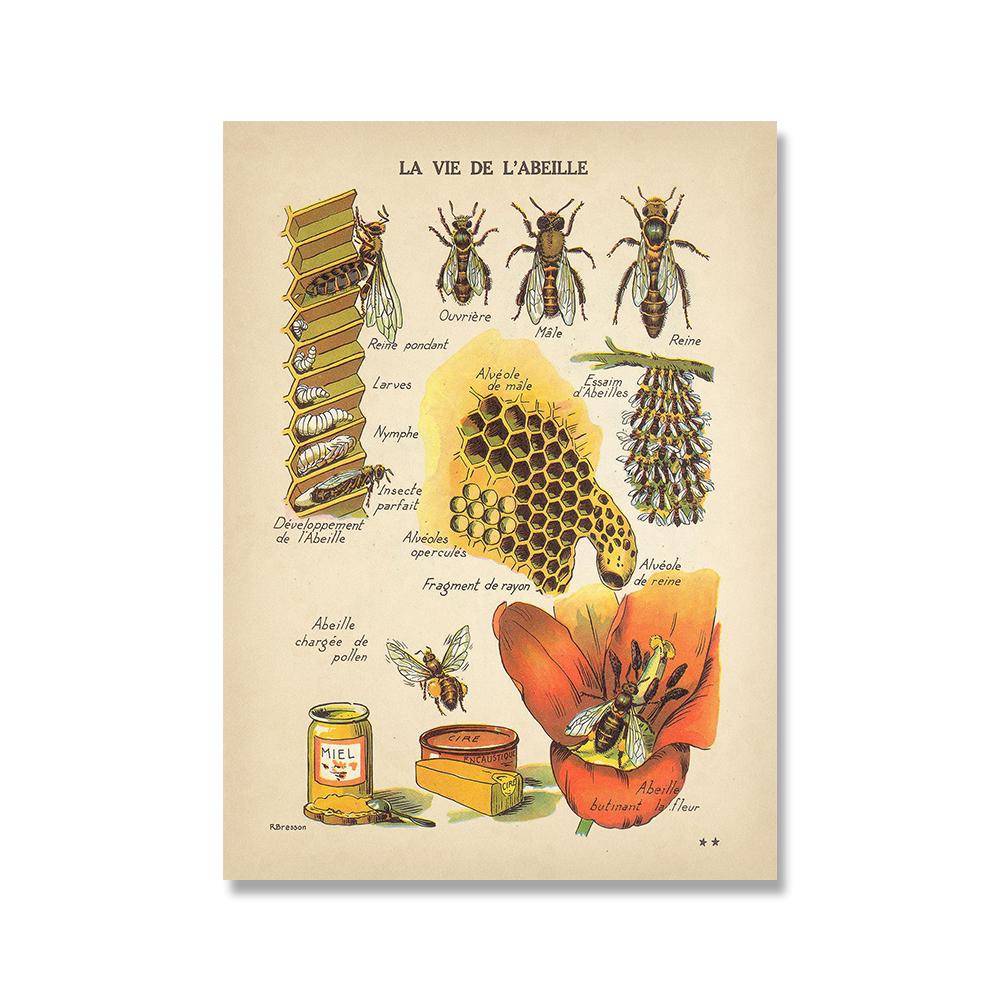 

Antique Bees Prints Natural Poster Insects Vintage French Honey Bee Wall Art Canvas Painting Sepia Toned Bee Diagram Wall Decor No Frame 21*30cm No Frame