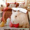 Cute Rabbit Duvet Cover Set Animals Polyester Comforter Cover King Queen Size For Kids Boys Girls Bedding Set With Pillowcase