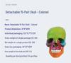 Detachable Colored Skull Model - 15 Parts for Medical, Aesthetic & Dental Teaching