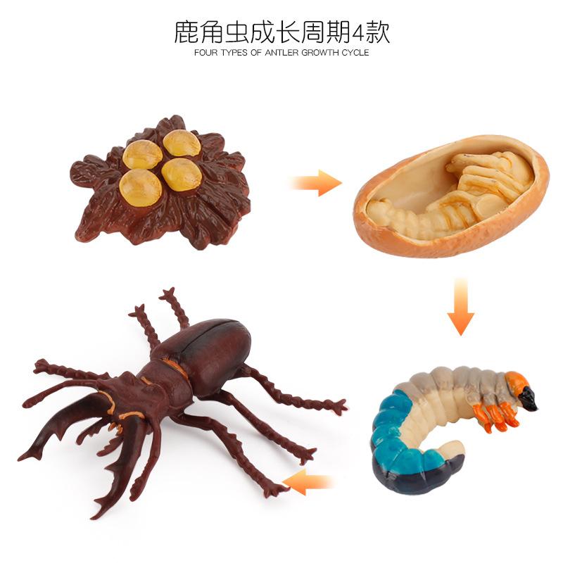 Life Cycle Board Montessori Kit Biology Science Education Toys For Kids Sensory Tray Animal Figure Life Cycle Sorting Wooden Toy