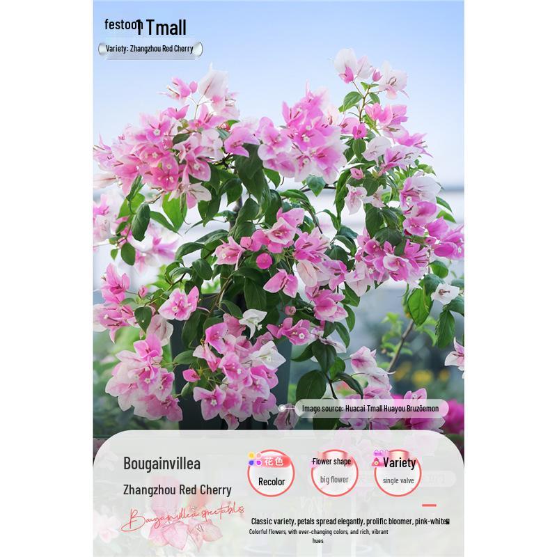 Large Bougainvillea Climbing Plant with Flowers - Indoor/Outdoor Greenery for Balcony and Courtyard