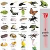 Mini Animal Growth Cycle Toys: Butterfly, Rooster, Ant, Frog, Sea Turtle, Dragonfly