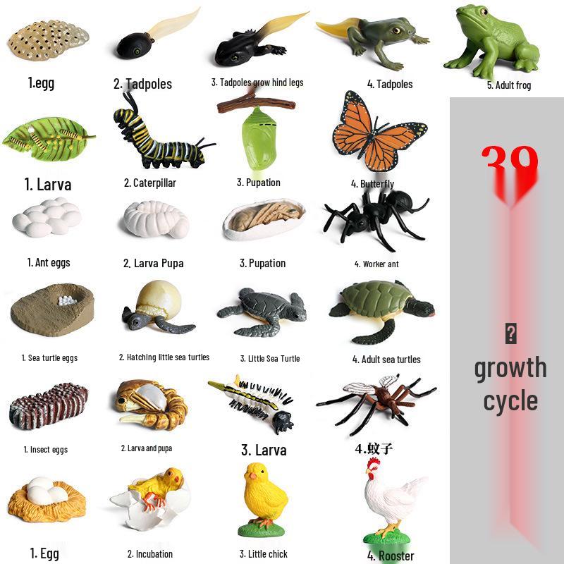 Mini Animal Growth Cycle Toys: Butterfly, Rooster, Ant, Frog, Sea Turtle, Dragonfly