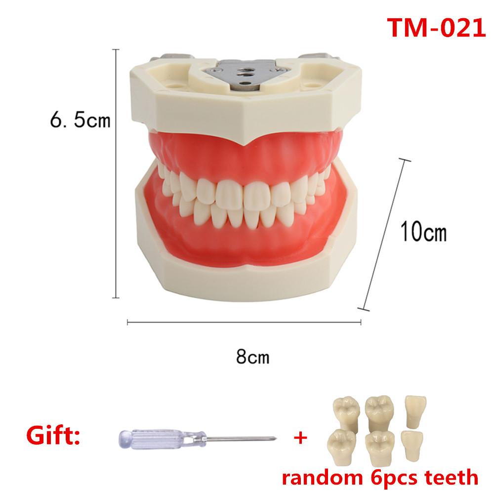 Dental Model Teeth Teaching Model With Gum Removable Tooth For Dentistry Technician Practice Training Studying   Typodont Models