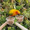 With Clip Bird Cage Feeder Transparent Pet Bird Feeder Parrot Food Bowl  Small Pet Bird